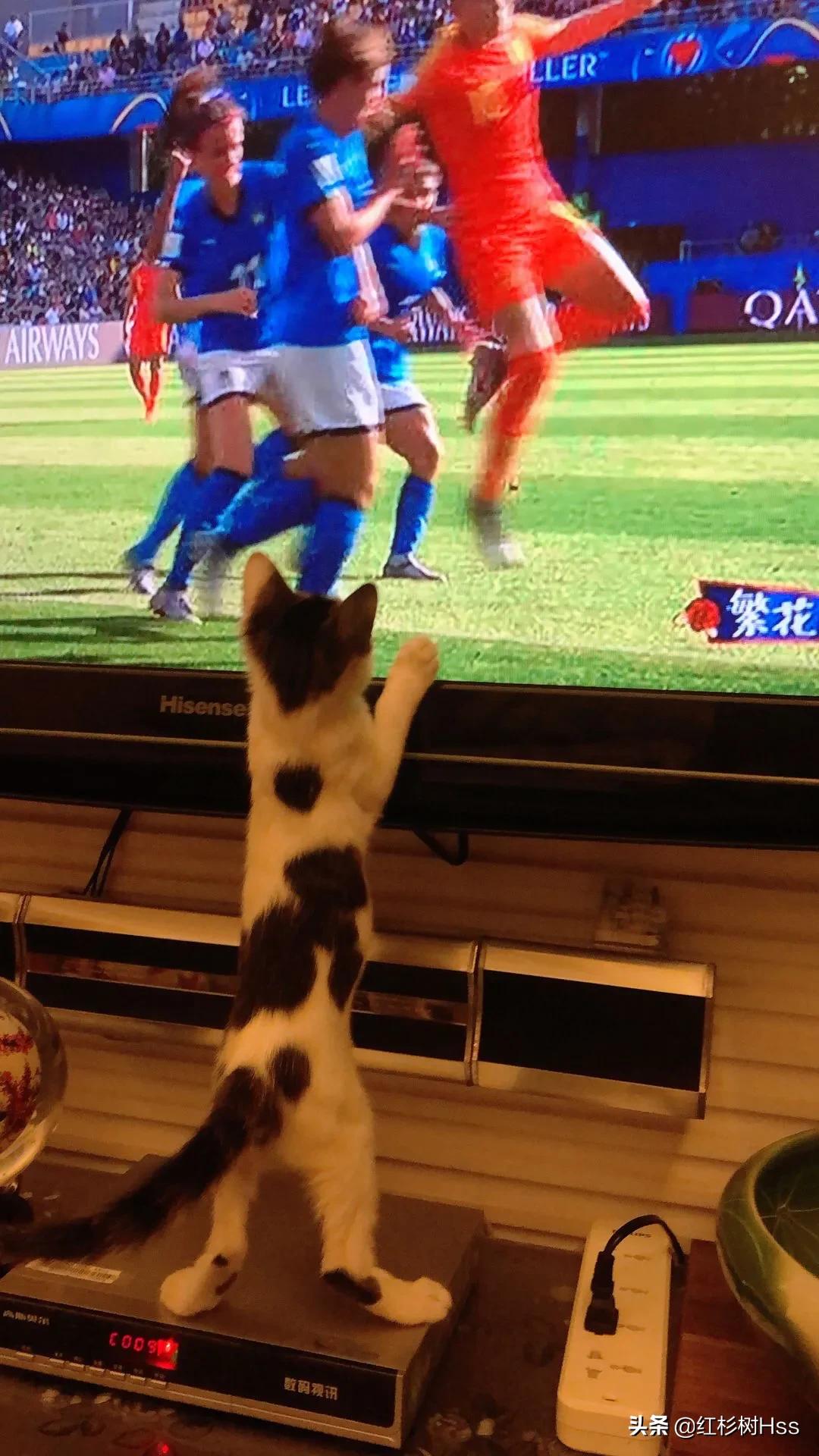 猫咪是个逗比,猫在足球场上