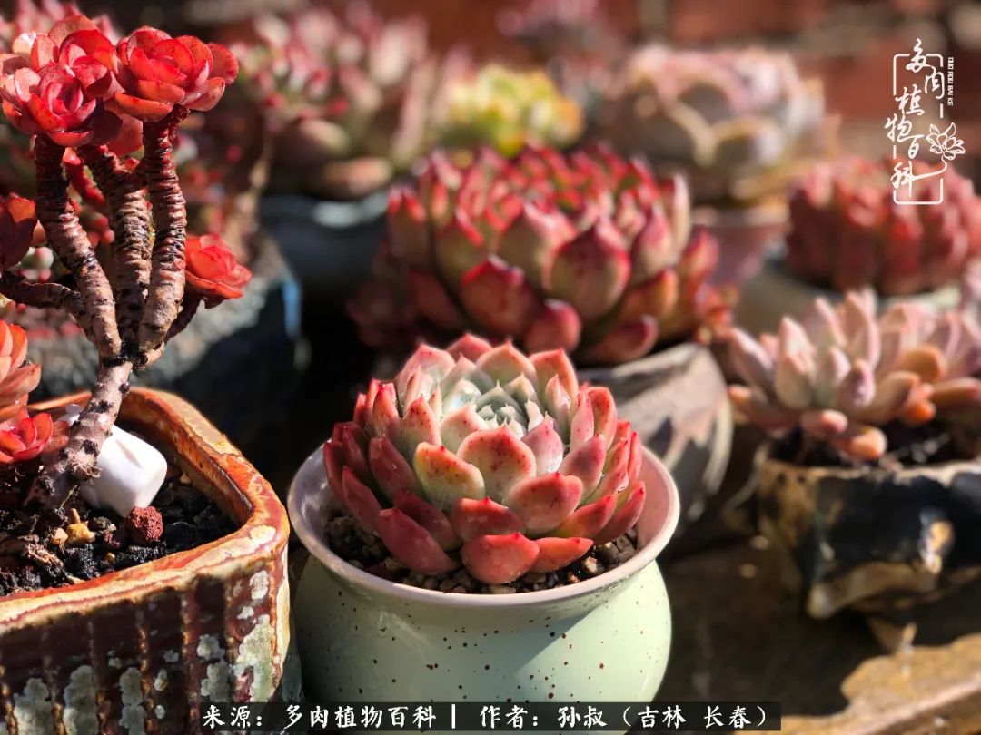 与多肉一起成长,与多肉相伴