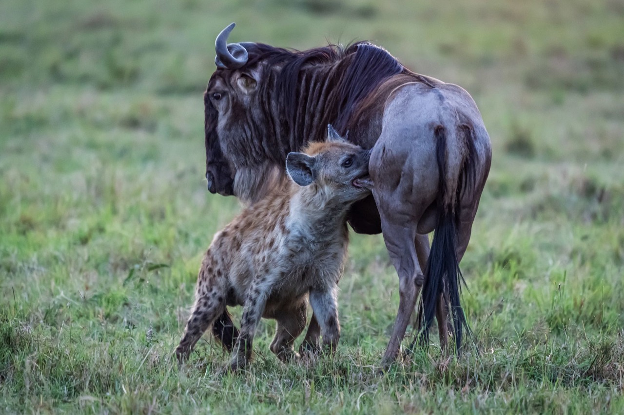 鬣狗为何会怕非洲人？看看非洲人怎么训练它们的，不服就打到服