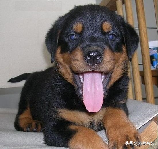 罗威纳成年犬怎样听话,罗威纳犬温顺听话