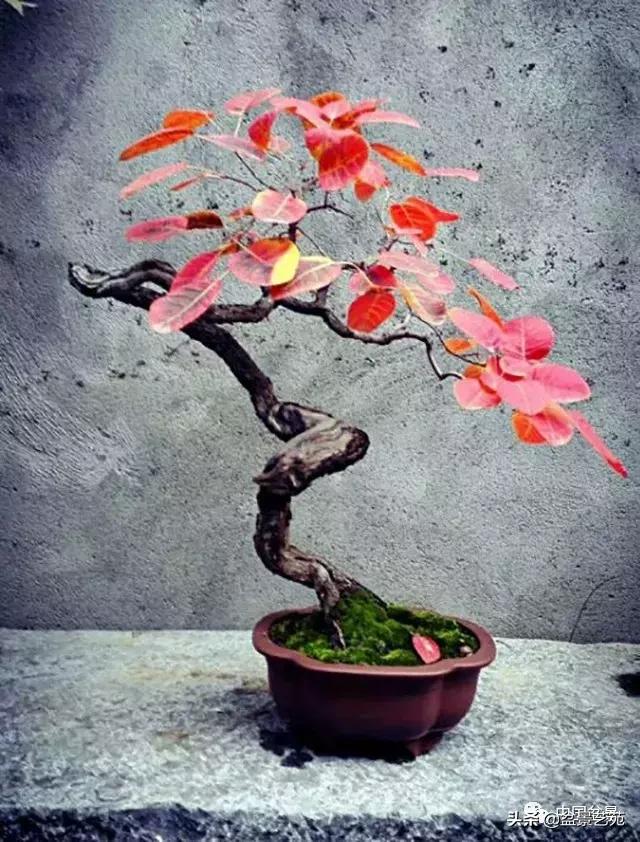 推荐36种好养的盆景植物,茶桌上养什么盆景植物