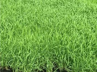 水稻直播除草技术大全,旱直播水稻二次封闭怎样用药