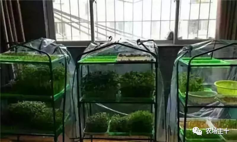 纸上种菜怎么赚钱,纸上种菜手把手教你