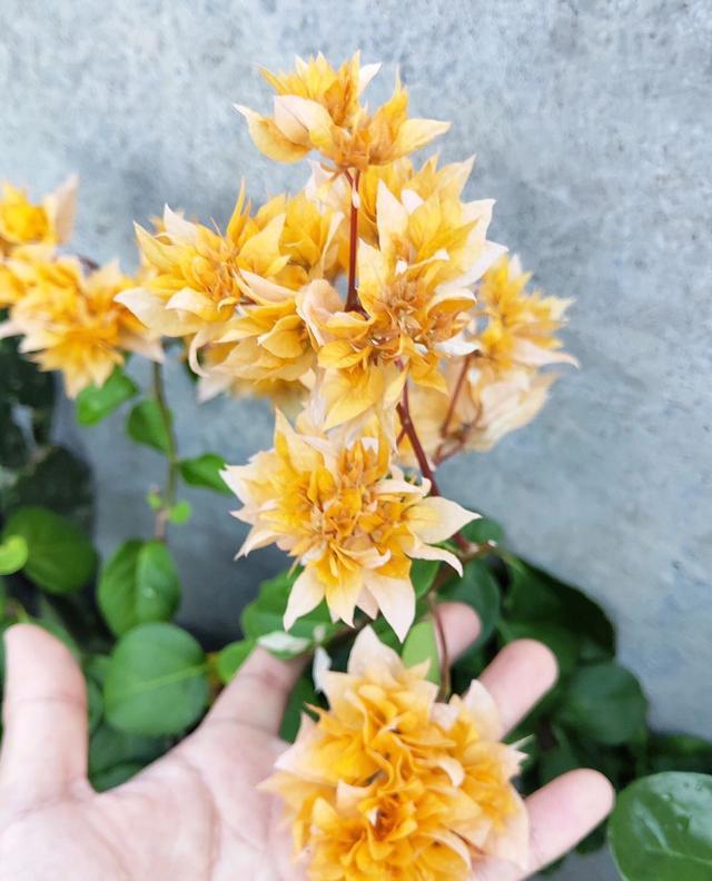 养花，关于“花肥”的科普来了，从此不再为养花施肥犯愁了