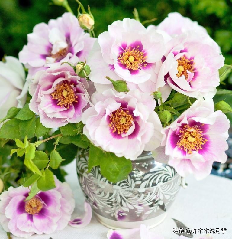 网购月季应该怎么种植？月季移栽后出现黄叶、枯萎是什么原因呢？