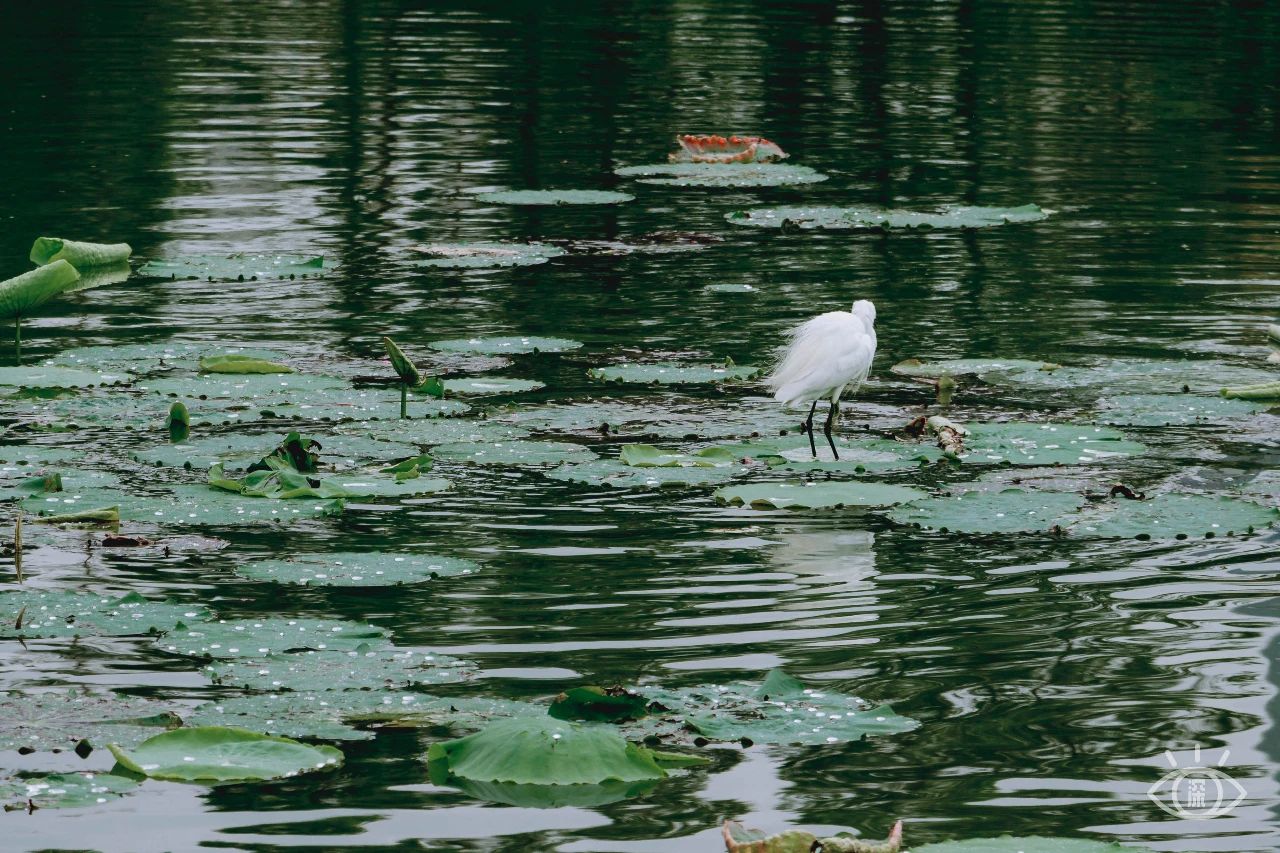 深圳洪湖公园7月18号还有荷花吗,深圳洪湖公园现在有荷花开吗