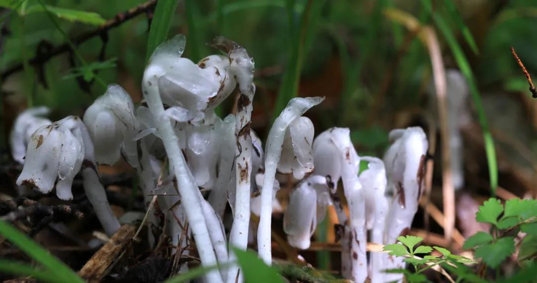 万物有灵 | 林海邂逅白精灵——球果假水晶兰