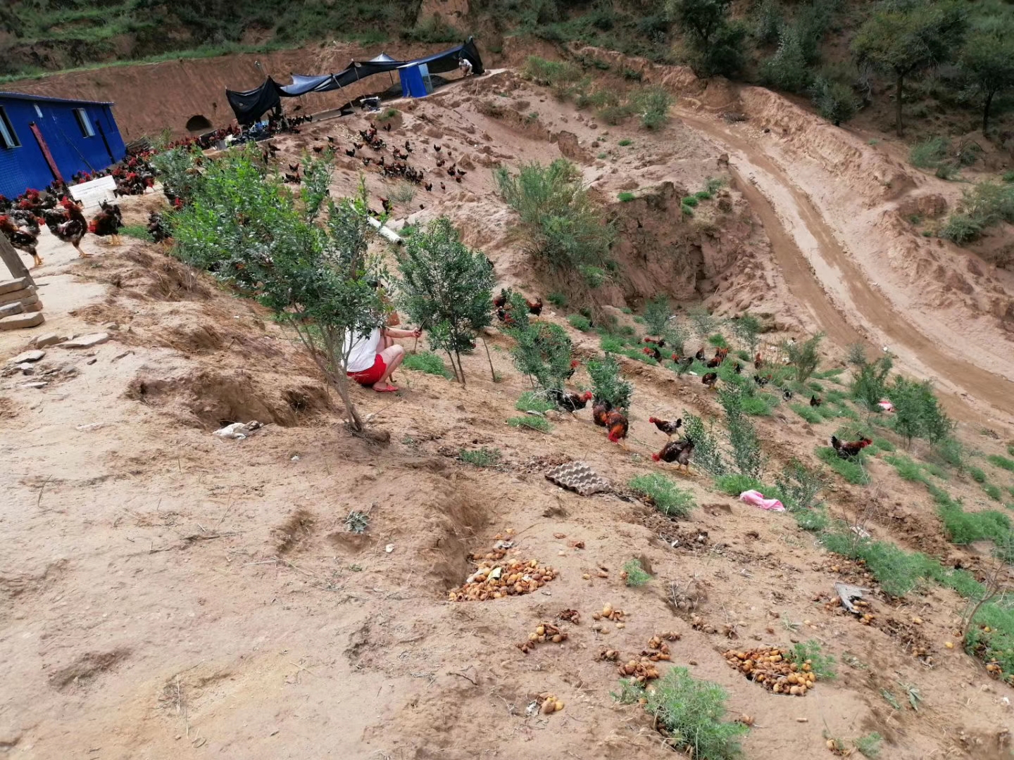 鸡肝脏破裂什么原因引起,鸡肝脏肿大是什么原因