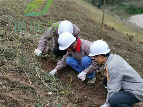 重庆灭白蚁公司,重庆杀白蚁咨询