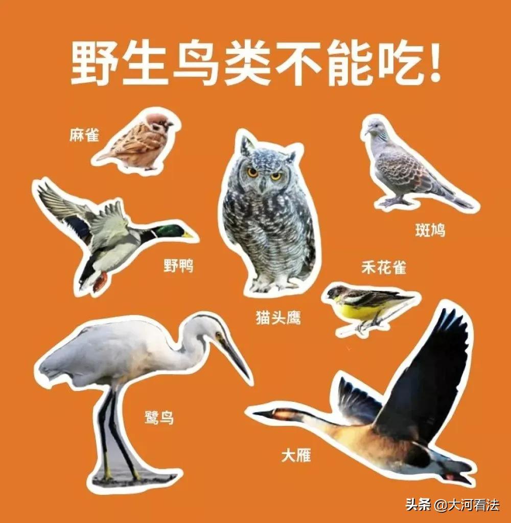 哪些动物属于野味,野生动物哪种最好吃