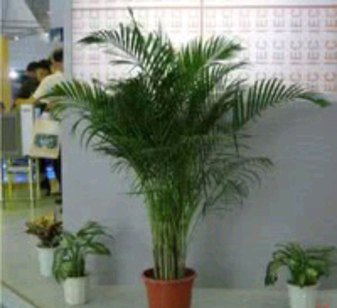 家里养凤尾长寿花好处,家里养凤尾竹的意思