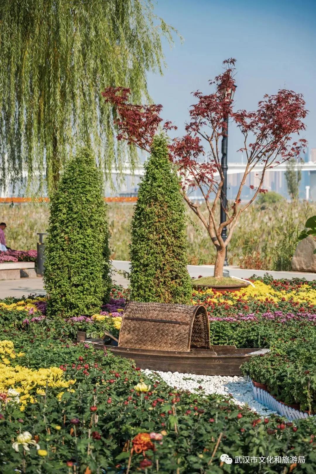 菊花烂漫,赏菊花汉口江滩打卡