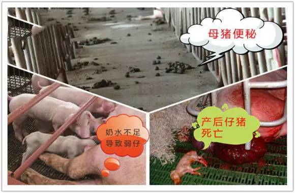 母猪便秘发生的原因以及对策,母猪便秘粪便乌黑怎么回事