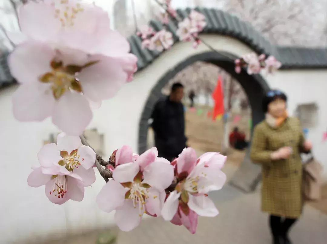 天津除了桃花堤哪里还有桃花,天津看桃花的北运河桃花堤