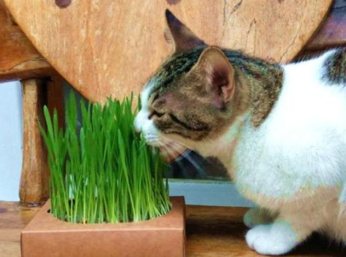 猫咪舔毛是为了清洁么,猫咪舔毛时有哪些不能做的