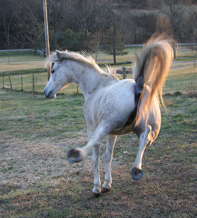 马的后踢有多大威力,马踢一脚有多大力