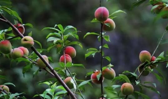 蔬菜复合肥的正确施肥方法,各种蔬菜的施肥方法