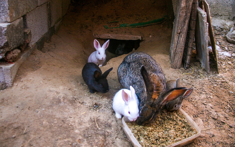 养兔的防疫和管理,养兔防疫主要用什么药