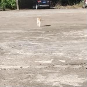 猫步怎么走八字步,猫步的基本动作图片