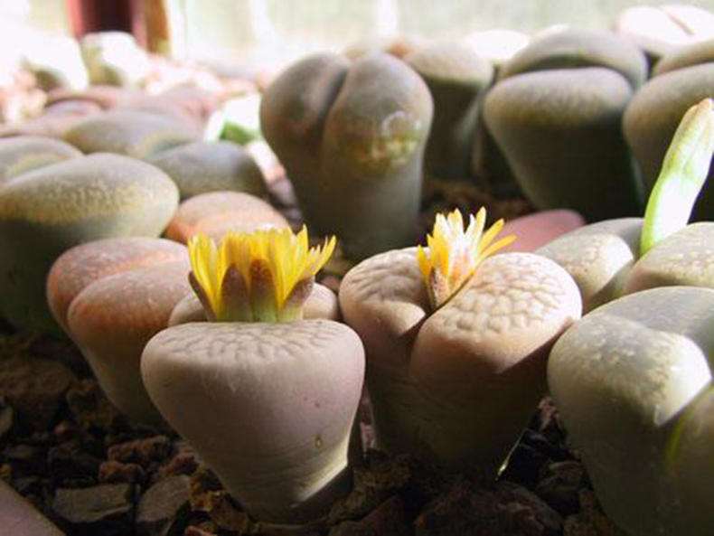 生石花烂根怎么办,生石花烂根了怎么办