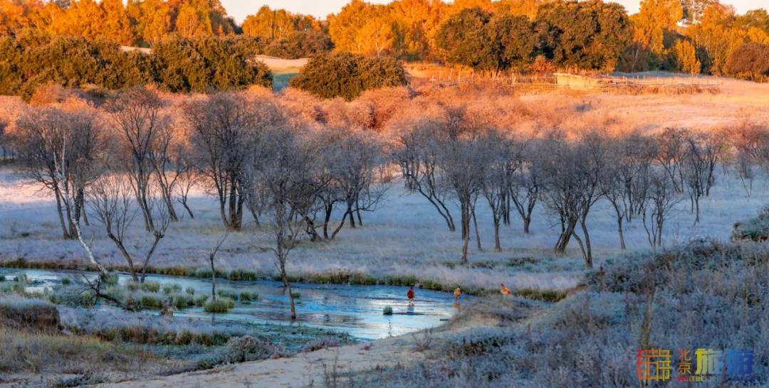 一到秋天，这里就美成了金色天堂！全世界独一份！