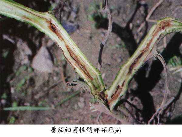 植物细菌病分类,植物细菌病害的识别依据