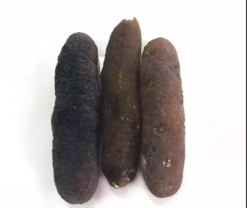 海参物种科普,海参100种图片