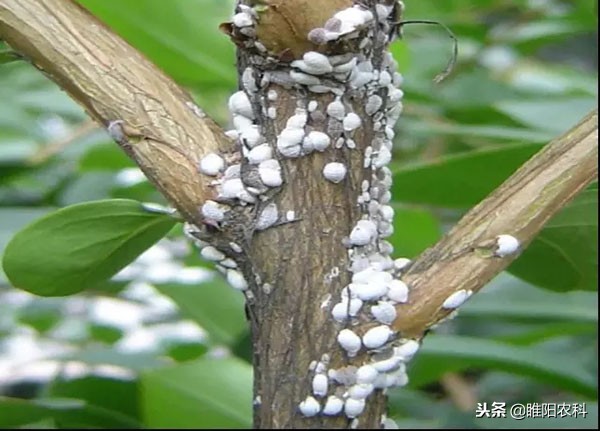 专治粉虱虫的特效药,家用黑刺粉虱虫的治疗方法