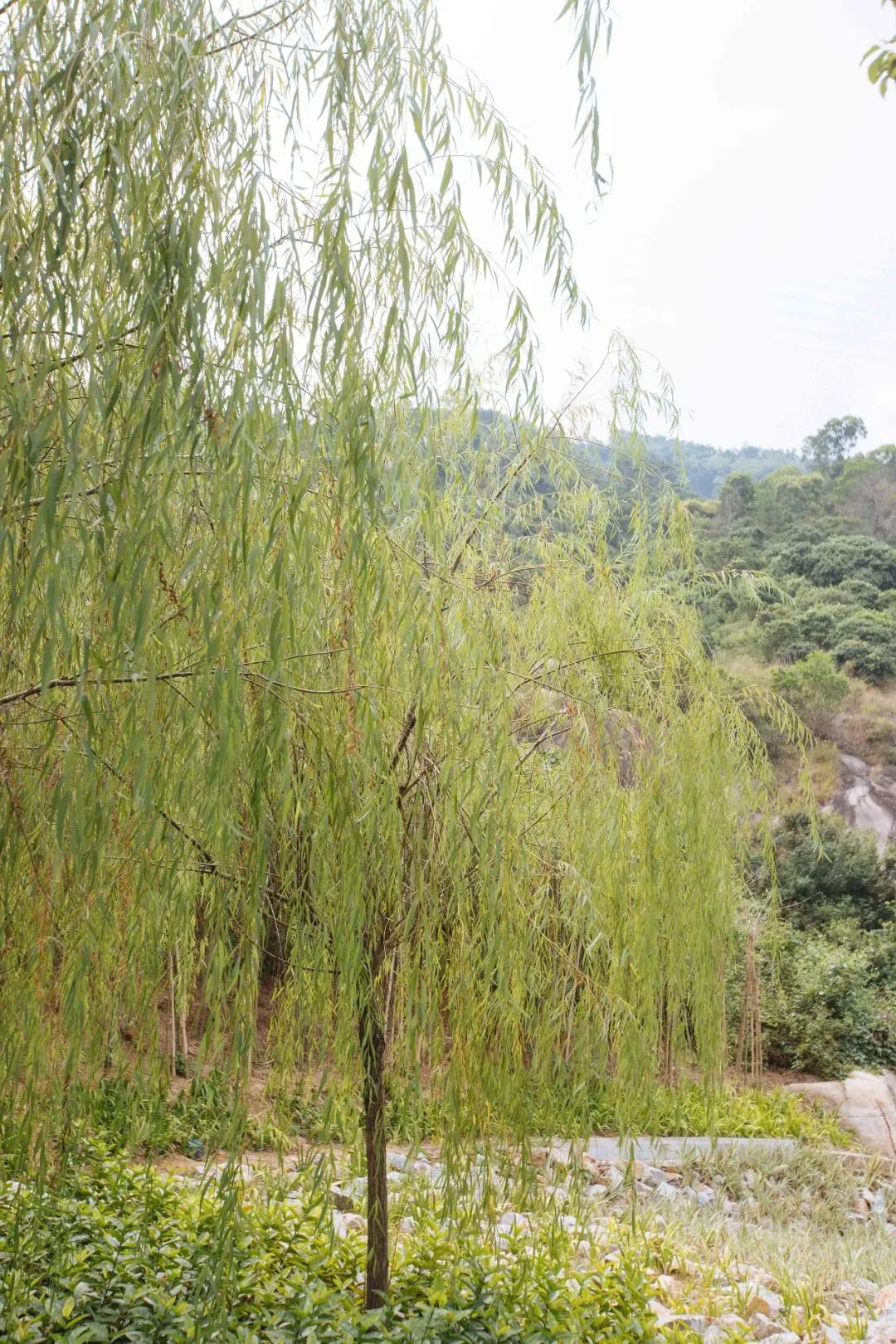 簕竹杜鹃谷公园,好看的杜鹃谷公园