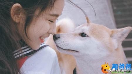 狗的寓言故事,有关狗的寓言故事