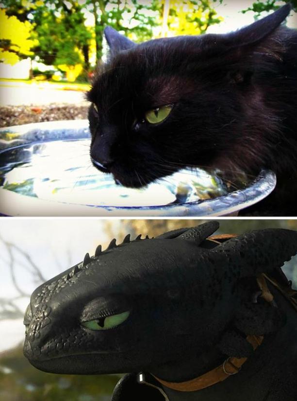 中华田园猫黑猫绿眼,中国田园猫咪黑猫