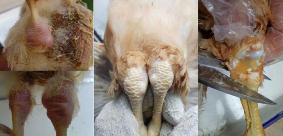 鸡的脚瘸了怎么治疗,鸡关节肿大瘫痪怎么治疗