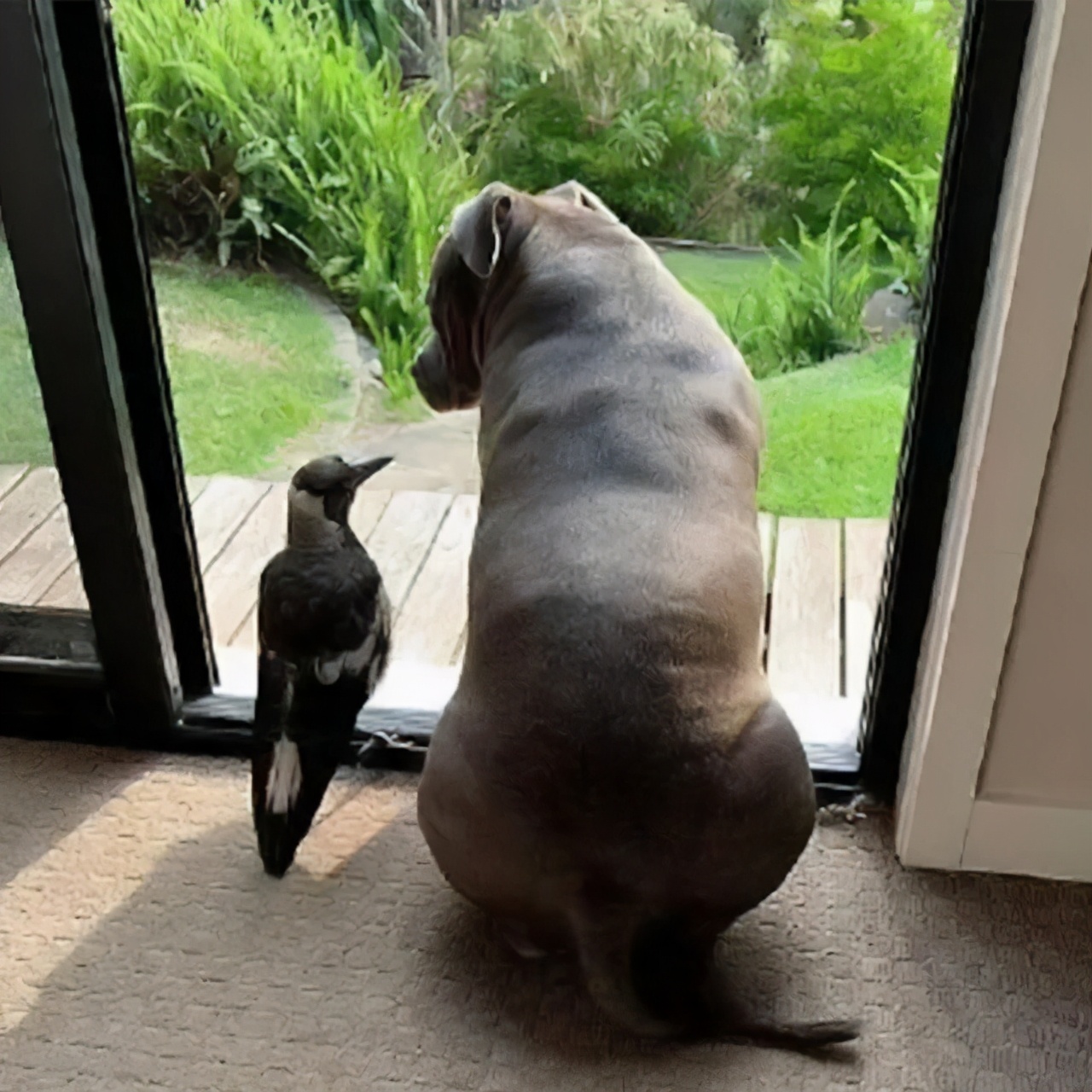 主人救了一只小狗,狗狗怀孕但是它有奶是不是难产