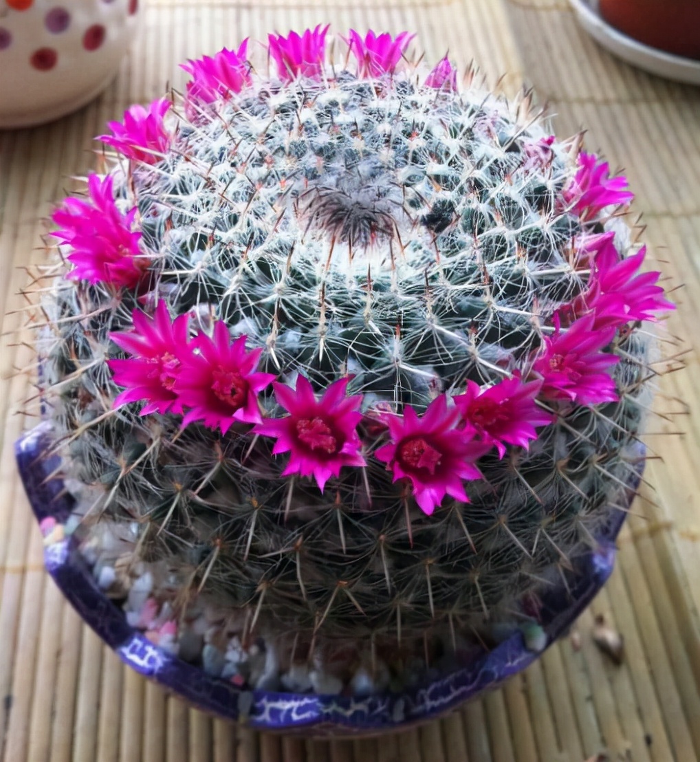 仙人球开花后保持时间长的方法,如何让仙人球开花更多一点