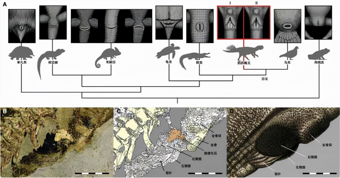 人生崽鸟下蛋！鸟类生殖、排尿、排便通道三合一，为何人类分开？