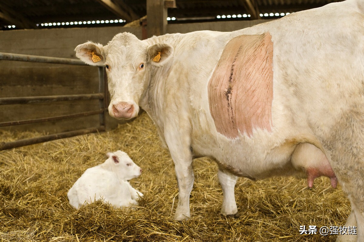 母牛乳房炎乳房水肿怎么办,母牛乳房肿胀没有奶水怎么回事