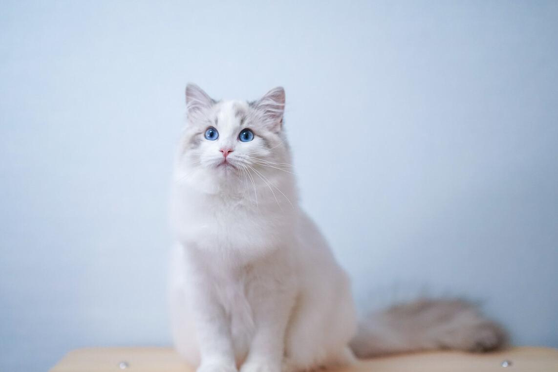 想养一只布偶猫怎么办,饲养布偶猫有什么关注事项