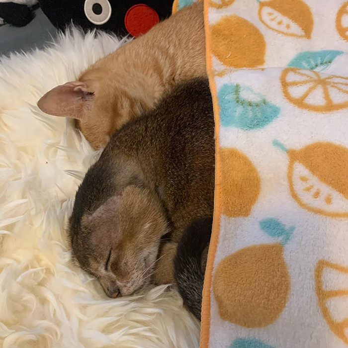 奥利给小猫,哆啦a梦没耳朵的猫咪