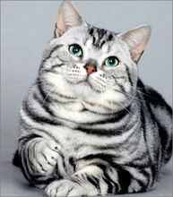 美短是短毛猫吗,欧洲短毛猫美国短毛猫