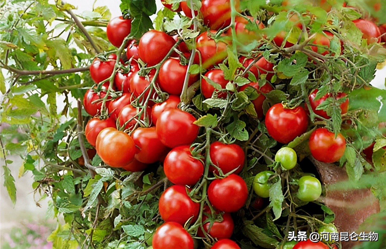 圣女果烂根防治药,圣女果黄叶卷叶怎么治