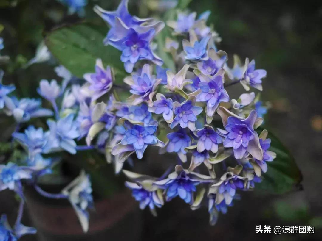 十种好看的绣球,最好看的绣球花视频