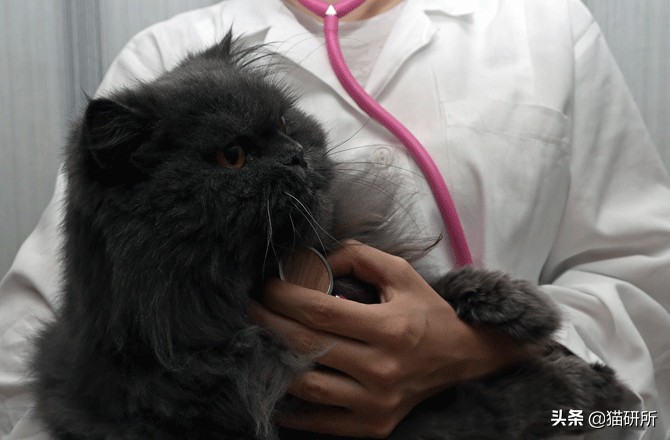 为什么猫咪半夜嚎叫,猫咪半夜嚎叫是什么原因