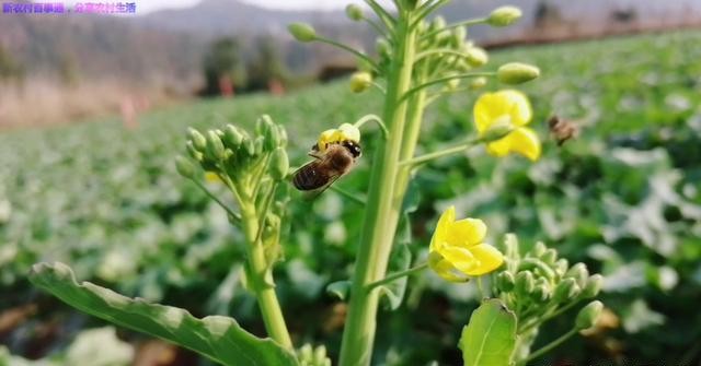 怎么防止蜜蜂起蚁巢,春季蜜蜂为什么爱蜇人