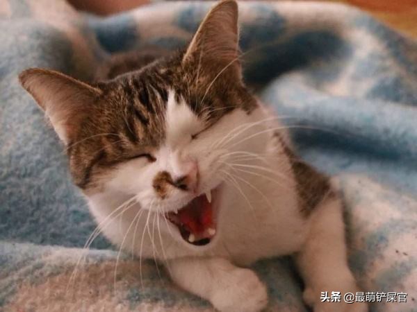 猫咪喉咙发炎会死吗,猫咪眼睛水肿是什么原因导致的