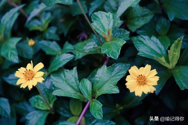 贵州大叔看见别人给娇妻要微信，他是这样处理的