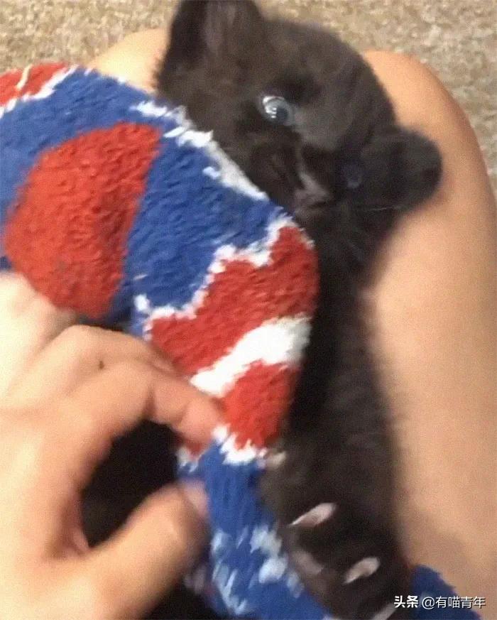 战斗民族的猫就是虎,战斗中的民族猫