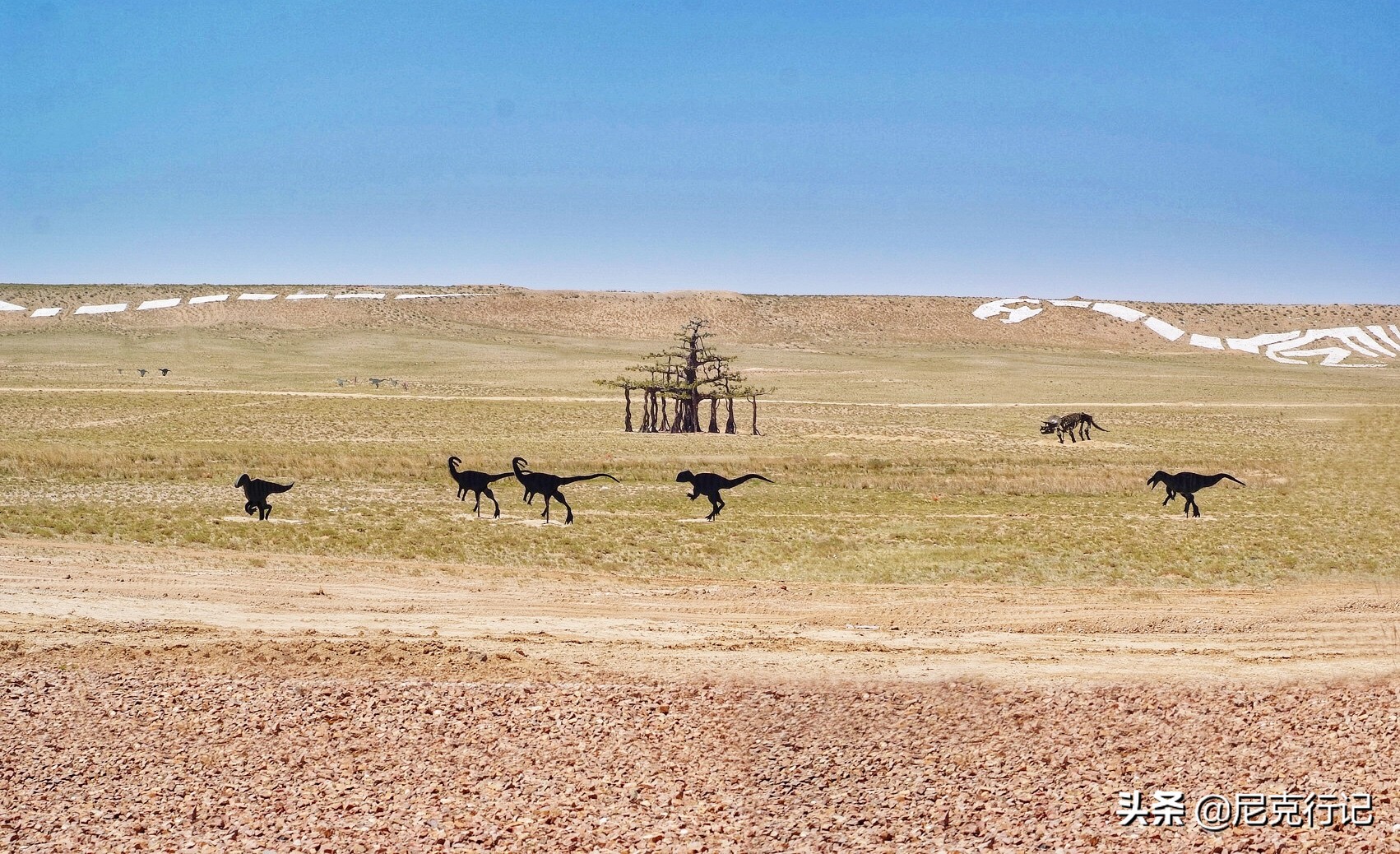 中蒙边境“五畜之家”，牛马羊驼价值500万，边境路用恐龙装饰