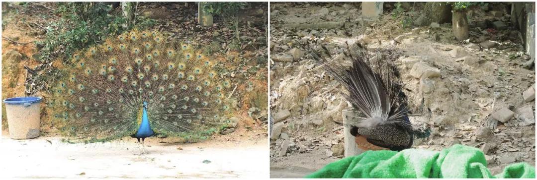 在动物园漫步才是正经事|暴走福州