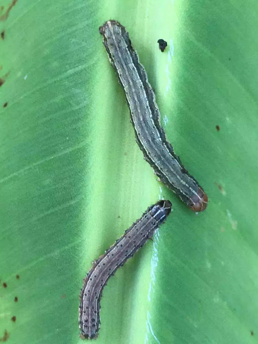 草地贪夜蛾田间危害,贪夜蛾防治方法