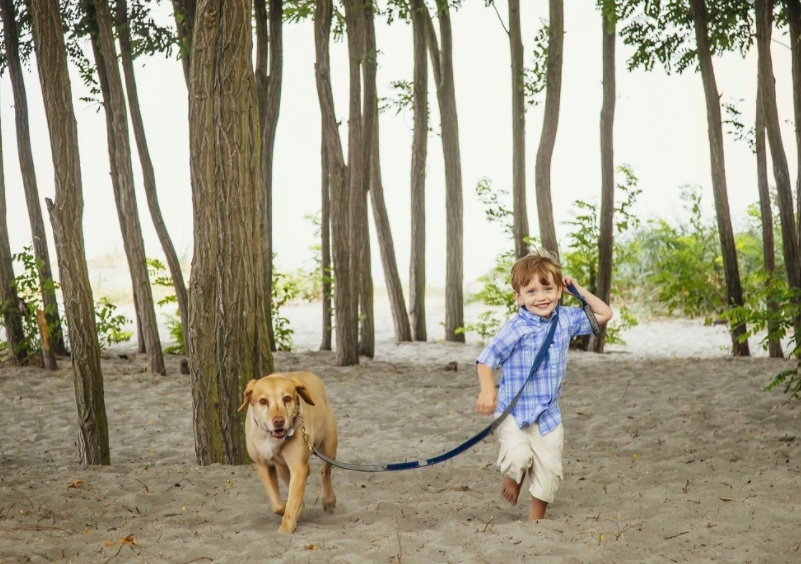 狗狗误食的症状多久出现,狗狗误食了不能吃的东西怎么办